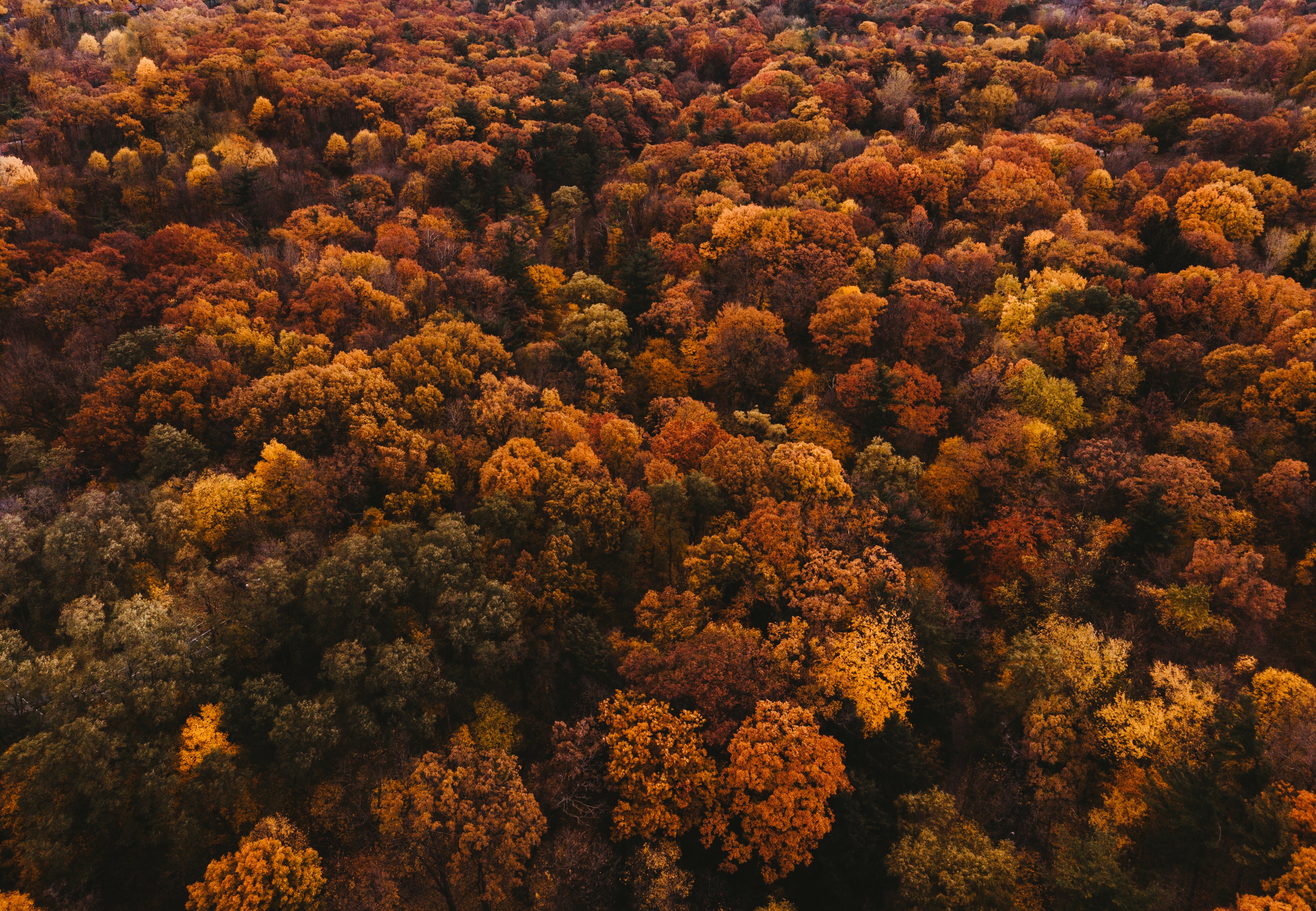 Fall trees background